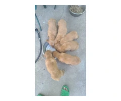 Purebred Golden Retriever Puppies Available in Chicago: Ready to Join Your Family Today - 4