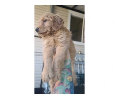 Purebred Golden Retriever Puppies Available in Chicago: Ready to Join Your Family Today - 6
