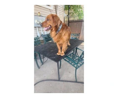 Purebred Golden Retriever Puppies Available in Chicago: Ready to Join Your Family Today - 7