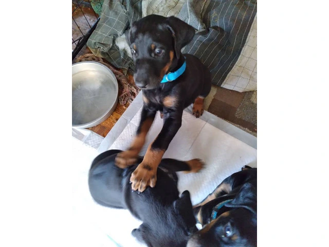 3 Black and Tan Doberman Puppies for Sale - 1/7