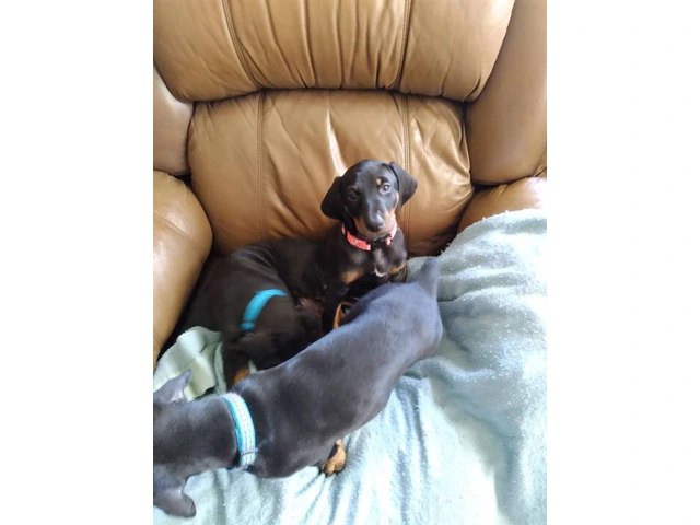 3 Black and Tan Doberman Puppies for Sale - 2/7