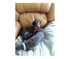 3 Black and Tan Doberman Puppies for Sale - 2