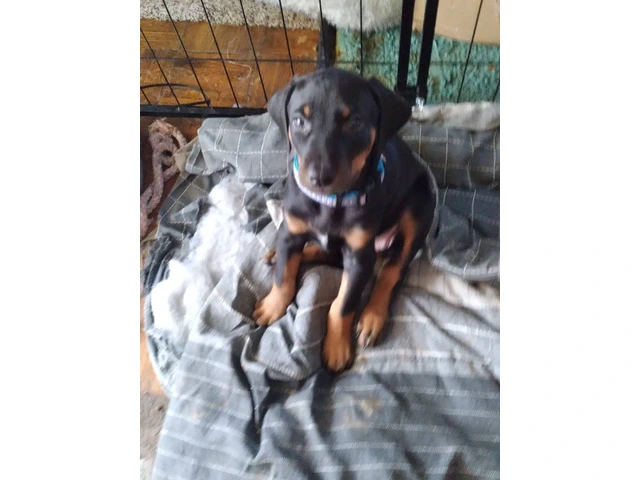 3 Black and Tan Doberman Puppies for Sale - 3/7
