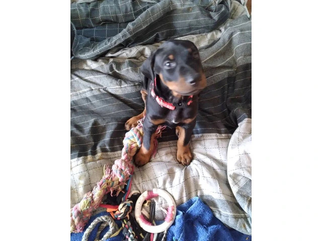 3 Black and Tan Doberman Puppies for Sale - 4/7