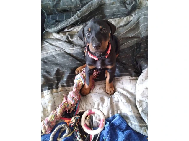 3 Black and Tan Doberman Puppies for Sale - 5/7