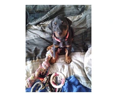 3 Black and Tan Doberman Puppies for Sale - 5