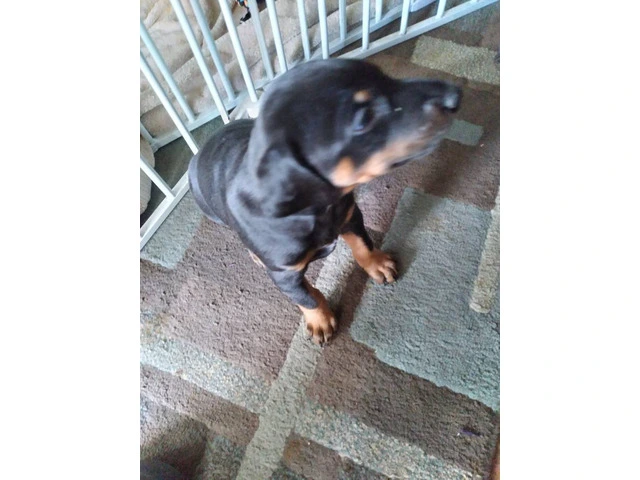 3 Black and Tan Doberman Puppies for Sale - 6/7