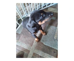 3 Black and Tan Doberman Puppies for Sale - 6