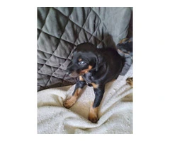 3 Black and Tan Doberman Puppies for Sale - 7