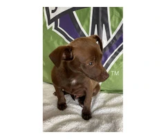 12-Week-Old Chiweenie Puppies for Sale - Social, Smart, and Playful - 3
