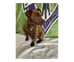 12-Week-Old Chiweenie Puppies for Sale - Social, Smart, and Playful - 4