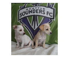 12-Week-Old Chiweenie Puppies for Sale - Social, Smart, and Playful - 5