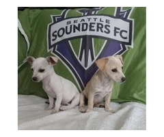 12-Week-Old Chiweenie Puppies for Sale - Social, Smart, and Playful - 6