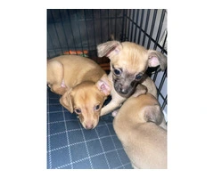 3 male Chiweenie Puppies - 1