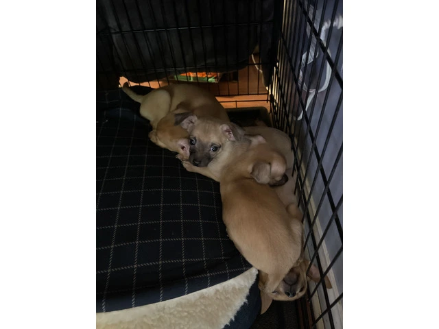 3 male Chiweenie Puppies - 2/5