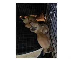 3 male Chiweenie Puppies - 2