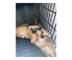 3 male Chiweenie Puppies - 4