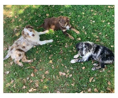 Gorgeous Standard Australian Shepherd puppies for sale - 2
