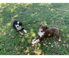 Gorgeous Standard Australian Shepherd puppies for sale - 5