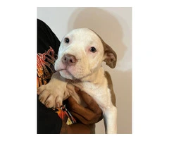3 Beautiful American Bully puppies for sale - 2