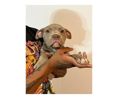 3 Beautiful American Bully puppies for sale - 3