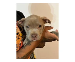 3 Beautiful American Bully puppies for sale - 4