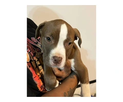 3 Beautiful American Bully puppies for sale - 5