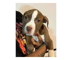 3 Beautiful American Bully puppies for sale - 6