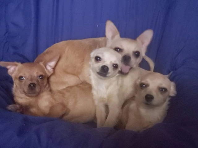 Pomchi Puppies Seeking Forever Homes: 3 Available - 1/4
