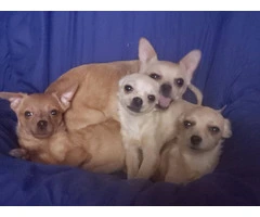 Pomchi Puppies Seeking Forever Homes: 3 Available