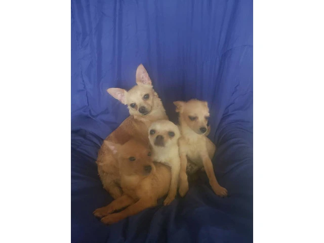 Pomchi Puppies Seeking Forever Homes: 3 Available - 2/4