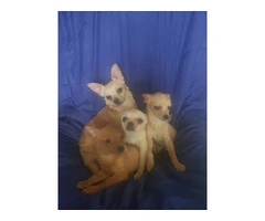 Pomchi Puppies Seeking Forever Homes: 3 Available - 2