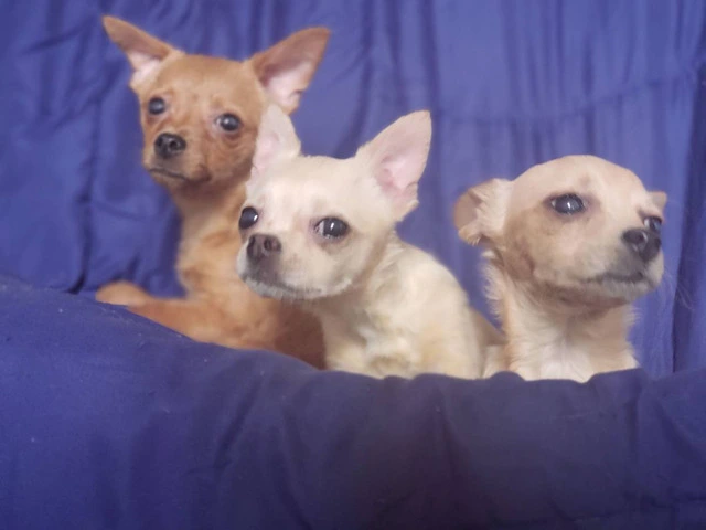 Pomchi Puppies Seeking Forever Homes: 3 Available - 3/4