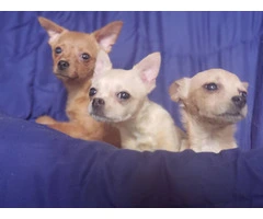 Pomchi Puppies Seeking Forever Homes: 3 Available - 3