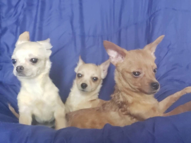Pomchi Puppies Seeking Forever Homes: 3 Available - 4/4