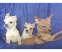 Pomchi Puppies Seeking Forever Homes: 3 Available - 4