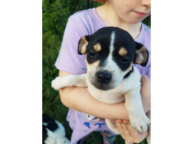 Healthy and Energetic Purebred Rat Terrier Puppies Available for Rehoming - 1/4