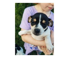 Healthy and Energetic Purebred Rat Terrier Puppies Available for Rehoming