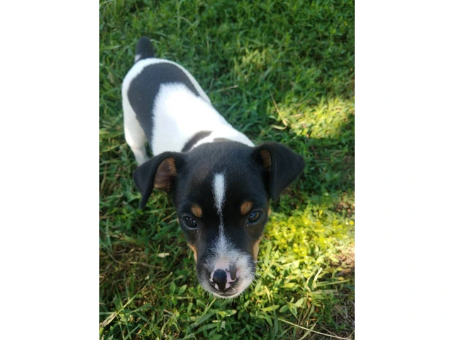 Healthy and Energetic Purebred Rat Terrier Puppies Available for Rehoming - 2/4