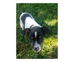 Healthy and Energetic Purebred Rat Terrier Puppies Available for Rehoming - 2