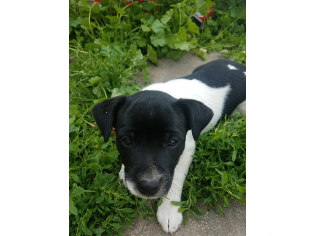 Healthy and Energetic Purebred Rat Terrier Puppies Available for Rehoming - 3/4