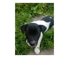 Healthy and Energetic Purebred Rat Terrier Puppies Available for Rehoming - 3