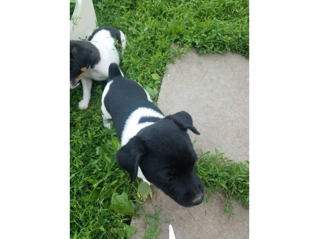 Healthy and Energetic Purebred Rat Terrier Puppies Available for Rehoming - 4/4