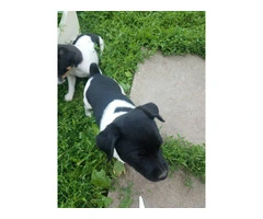 Healthy and Energetic Purebred Rat Terrier Puppies Available for Rehoming - 4