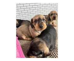 Adorable Wire-Haired Dachshund Puppies with a Touch of Tan: Therapy Dog's Offspring Ready for Loving