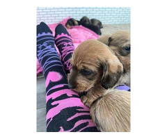 Adorable Wire-Haired Dachshund Puppies with a Touch of Tan: Therapy Dog's Offspring Ready for Loving - 4