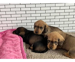 Adorable Wire-Haired Dachshund Puppies with a Touch of Tan: Therapy Dog's Offspring Ready for Loving - 5