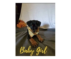 5 female and 2 male Rottweilers left - 11