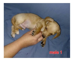 2 red male Dachshund puppies available
