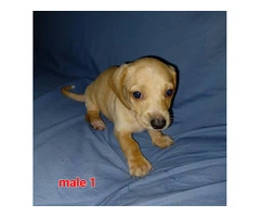 2 red male Dachshund puppies available - 2